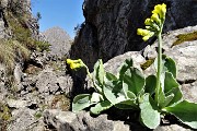 Anello Monte Ocone (1410 m) e Corna Camozzera (1452 m) dal Pertus (1300 m) l’8 aprile 2017 - FOTOGALLERY